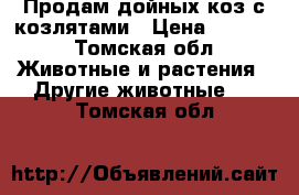 Продам дойных коз с козлятами › Цена ­ 8 000 - Томская обл. Животные и растения » Другие животные   . Томская обл.